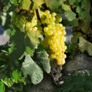 Chasselas