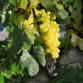 Chasselas