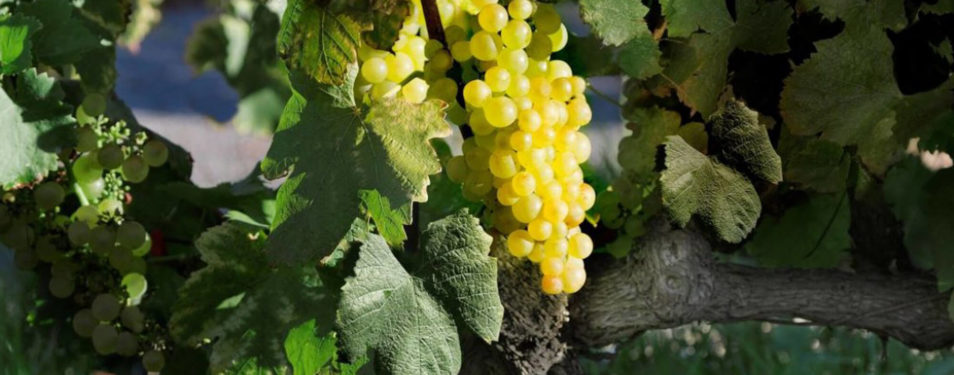 Chasselas