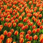 Tulip Festival in Morges