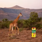 Aromat’s journey from Switzerland to Africa