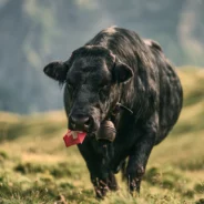 The search for authentic Swiss cows
